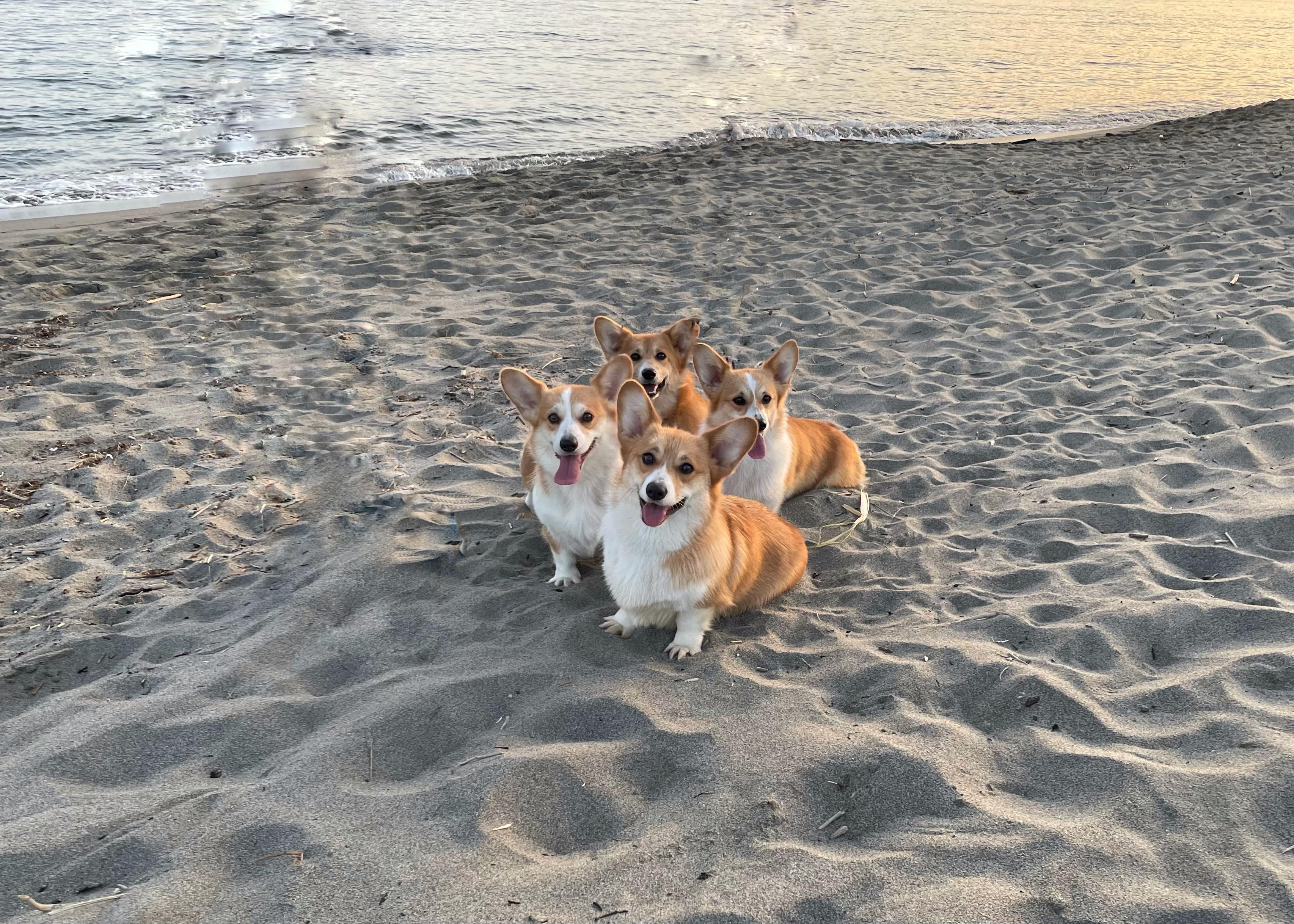 Cuccioli di Corgi in allevamento a Novara